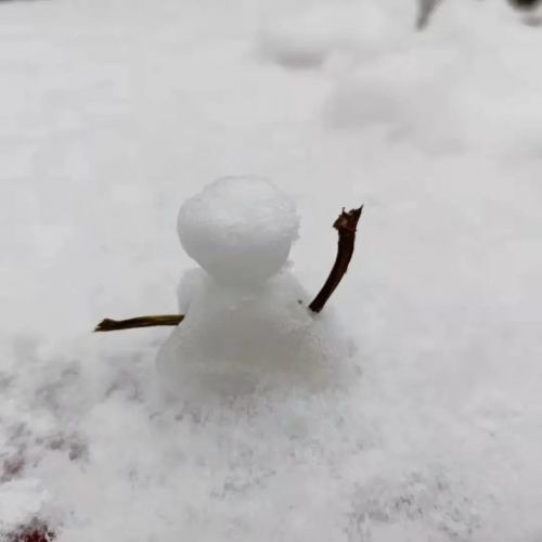 遵义城真的下雪了! 大家在朋友圈,微博宣告 遵义城终于下雪了!