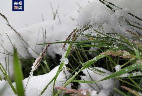 天呐！这里下！雪！了！贵州的天气接下来是酱紫的→