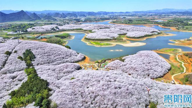 貴陽(yáng)貴安邀您來(lái)賞花！