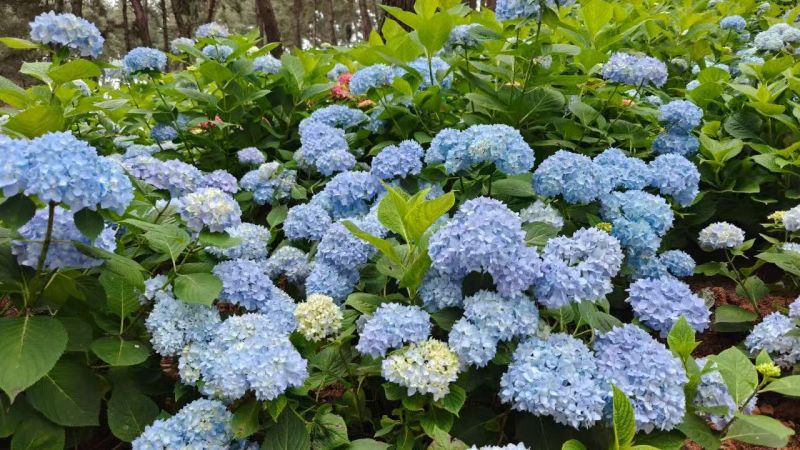 即將開(kāi)園！貴州梅園500余畝繡球花漸次綻放