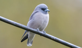 贵州草海保护区发现新记录物种灰燕鵙