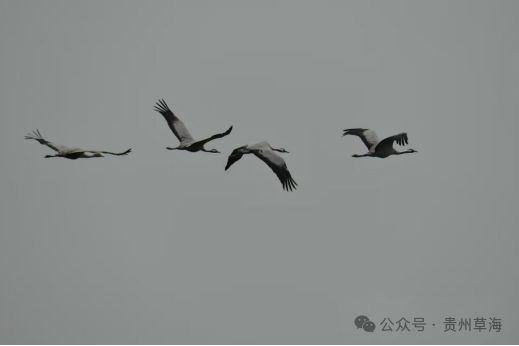 刚刚确认,首批已抵达贵州!