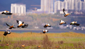 200余只！威宁草海迎来今冬首批越冬候鸟