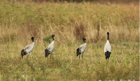 贵州草海迎来首批越冬黑颈鹤