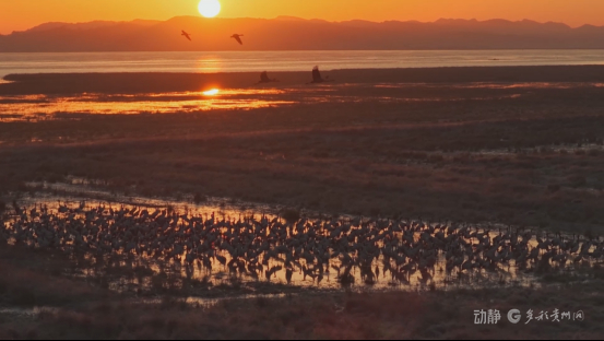 草海鹤影翩跹 绘就冬日生态画卷