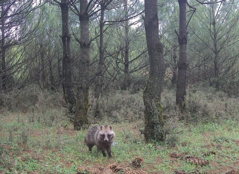 国家重点保护动物“貉”惊现威宁高原风场