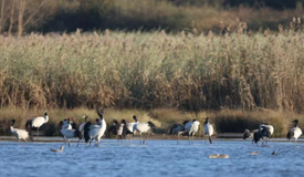 创历史新高！草海越冬黑颈鹤达2842只