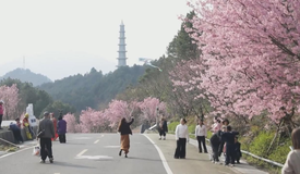 贵州：花开烂漫迎客来