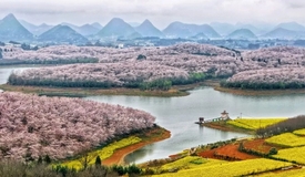 貴安櫻花園進(jìn)入最佳觀賞期