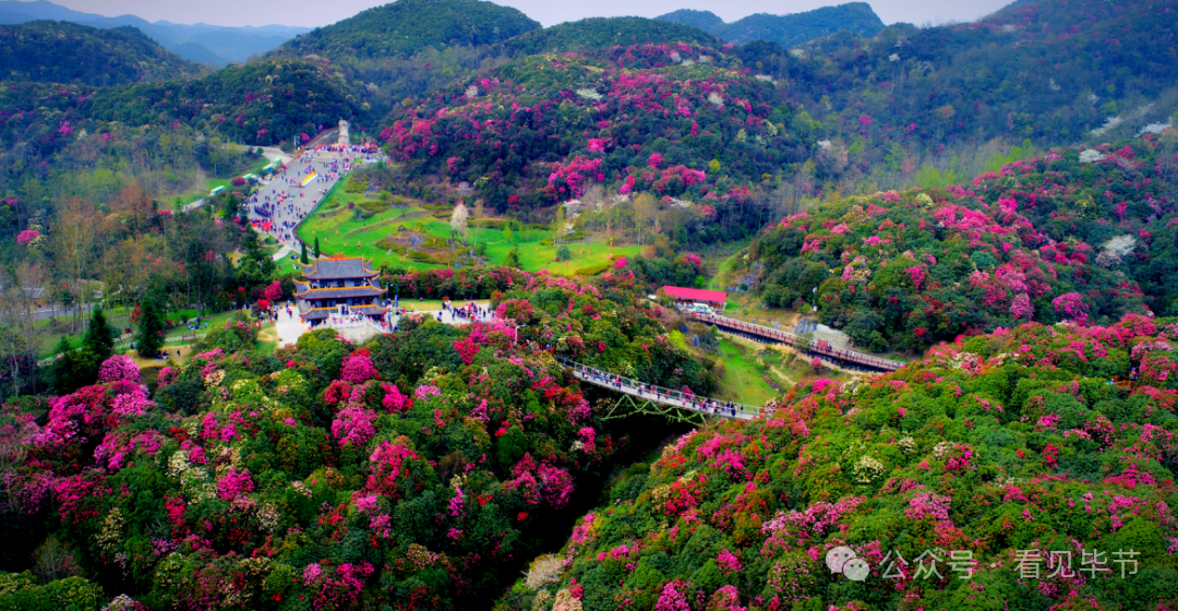 4月16日起，百里杜鹃景区门票半价！