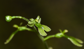 宽阔水保护区再添珍稀濒危植物：南川对叶兰首现贵州